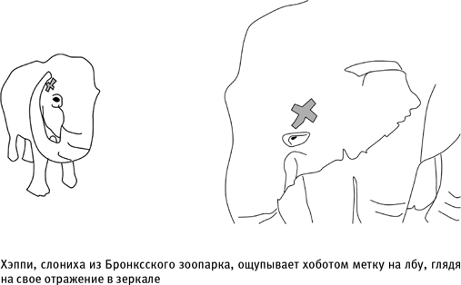 Иллюстрация к книге — Путеводитель зоолога по Галактике. Что земные животные могут рассказать об инопланетянах – и о нас самих [i_032.jpg]