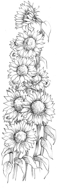 Иллюстрация к книге — Бельчонок Софи, или Осторожно, драконы! [i_036.jpg]