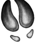 Иллюстрация к книге — Превращение Карага [b00001386.jpg]