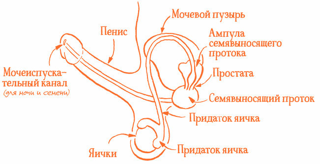 Иллюстрация к книге — Парням о важном. Все, что ты хотел знать о взрослении, изменениях тела, отношениях и многом другом [i_006.jpg]