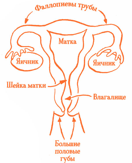 Иллюстрация к книге — Парням о важном. Все, что ты хотел знать о взрослении, изменениях тела, отношениях и многом другом [i_033.jpg]