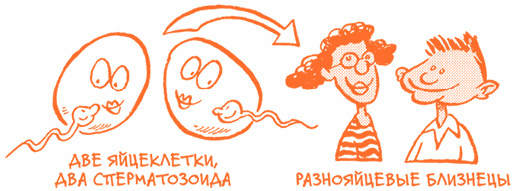 Иллюстрация к книге — Парням о важном. Все, что ты хотел знать о взрослении, изменениях тела, отношениях и многом другом [i_044.jpg]