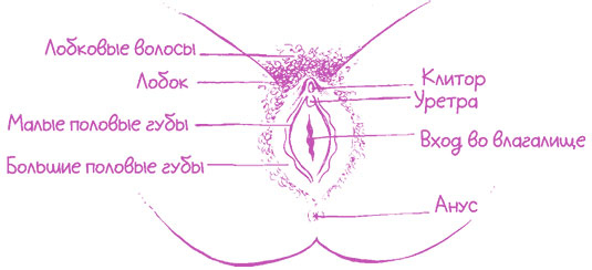 Иллюстрация к книге — Девчонкам о важном. Все, что ты хотела знать о взрослении, месячных, отношениях и многом другом [i_026.jpg]