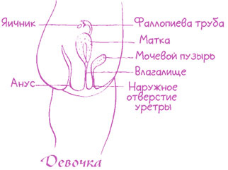 Иллюстрация к книге — Девчонкам о важном. Все, что ты хотела знать о взрослении, месячных, отношениях и многом другом [i_031.jpg]