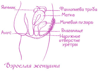 Иллюстрация к книге — Девчонкам о важном. Все, что ты хотела знать о взрослении, месячных, отношениях и многом другом [i_032.jpg]