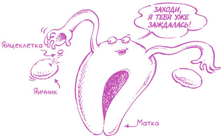 Иллюстрация к книге — Девчонкам о важном. Все, что ты хотела знать о взрослении, месячных, отношениях и многом другом [i_034.jpg]