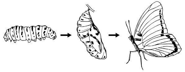 Иллюстрация к книге — Искусство быть желанной. Секреты гейши [i_002.jpg]