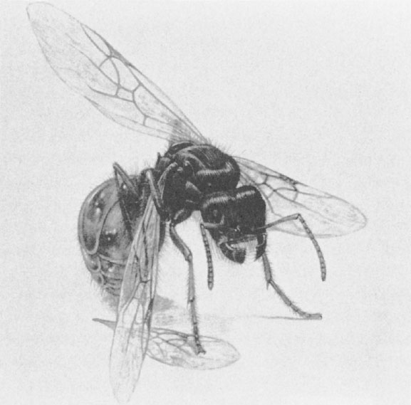 Иллюстрация к книге — Путешествие к муравьям [i_011.jpg]