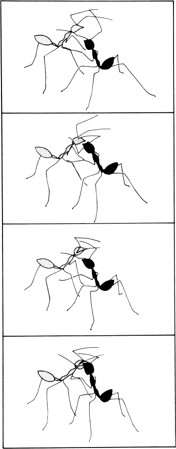 Иллюстрация к книге — Путешествие к муравьям [i_014.jpg]