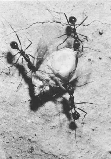 Иллюстрация к книге — Путешествие к муравьям [i_017.jpg]