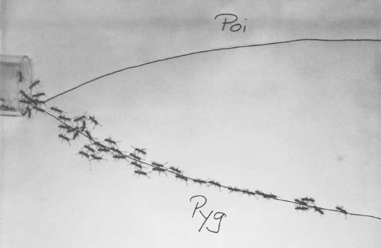 Иллюстрация к книге — Путешествие к муравьям [i_019.jpg]