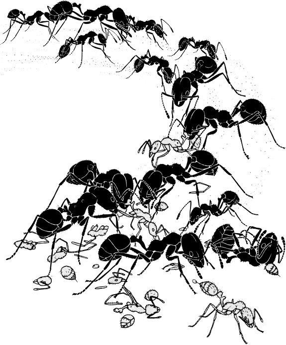 Иллюстрация к книге — Путешествие к муравьям [i_020.jpg]