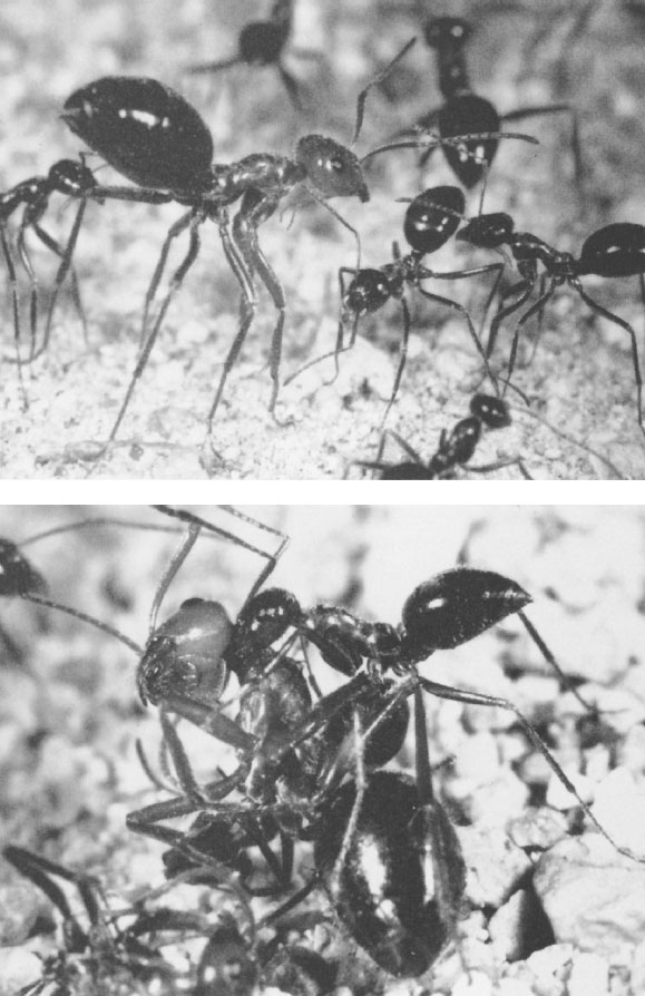 Иллюстрация к книге — Путешествие к муравьям [i_023.jpg]