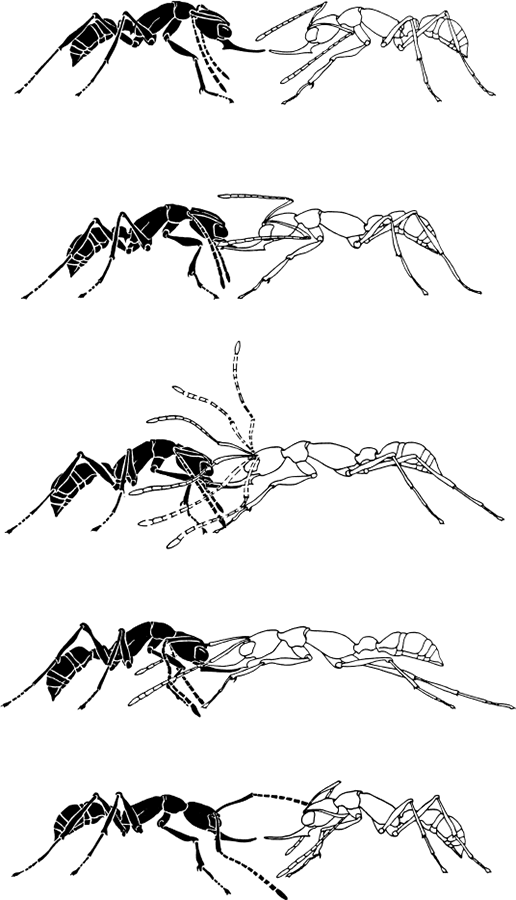 Иллюстрация к книге — Путешествие к муравьям [i_025.jpg]