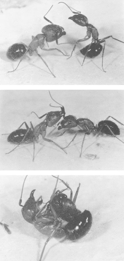 Иллюстрация к книге — Путешествие к муравьям [i_026.jpg]