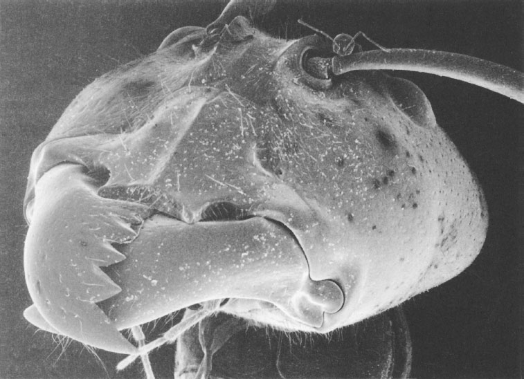 Иллюстрация к книге — Путешествие к муравьям [i_028.jpg]