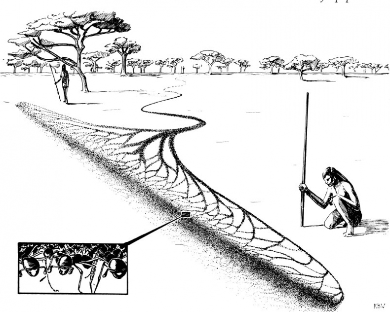 Иллюстрация к книге — Путешествие к муравьям [i_029.jpg]