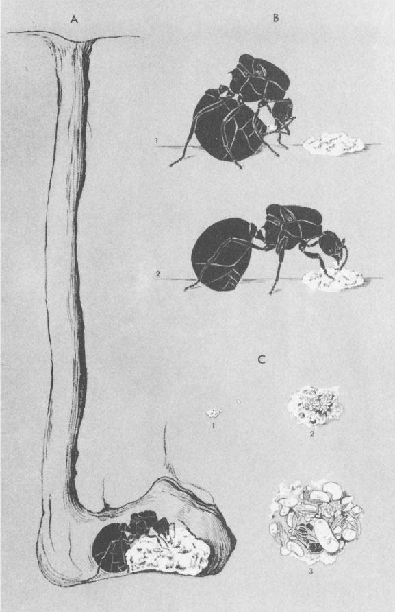 Иллюстрация к книге — Путешествие к муравьям [i_030.jpg]