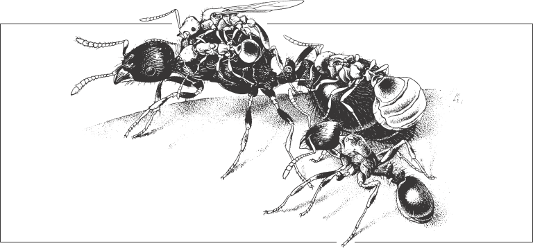 Иллюстрация к книге — Путешествие к муравьям [i_033.jpg]