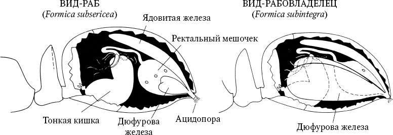 Иллюстрация к книге — Путешествие к муравьям [i_035.jpg]