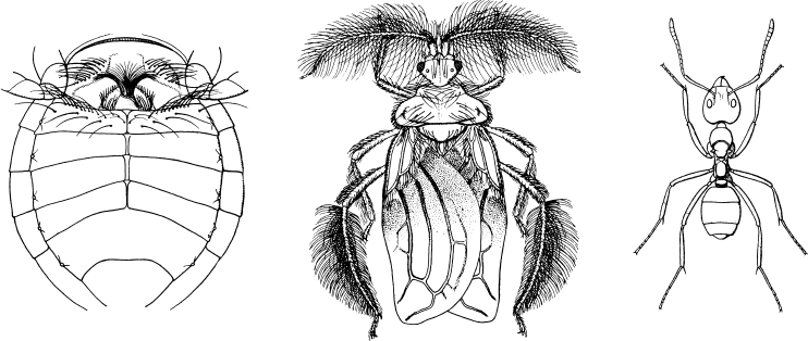 Иллюстрация к книге — Путешествие к муравьям [i_037.jpg]