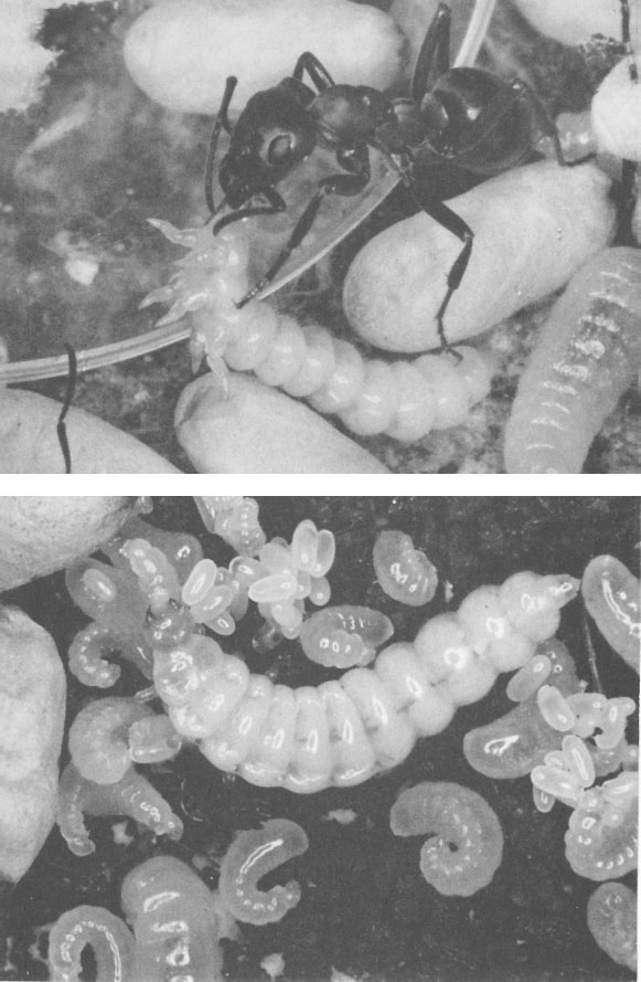 Иллюстрация к книге — Путешествие к муравьям [i_038.jpg]