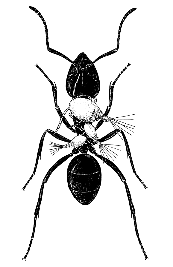 Иллюстрация к книге — Путешествие к муравьям [i_042.jpg]