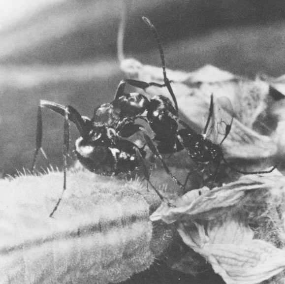 Иллюстрация к книге — Путешествие к муравьям [i_044.jpg]