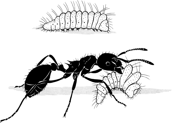 Иллюстрация к книге — Путешествие к муравьям [i_045.jpg]
