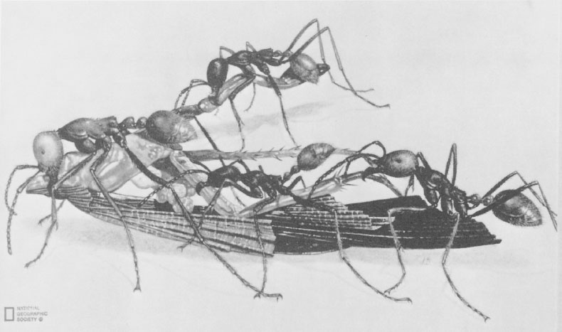 Иллюстрация к книге — Путешествие к муравьям [i_047.jpg]