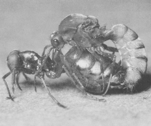 Иллюстрация к книге — Путешествие к муравьям [i_050.jpg]