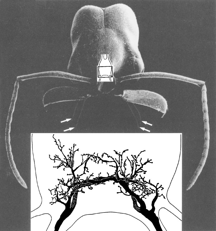 Иллюстрация к книге — Путешествие к муравьям [i_052.jpg]