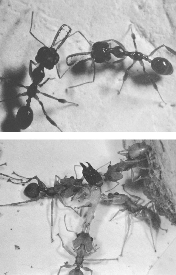 Иллюстрация к книге — Путешествие к муравьям [i_054.jpg]