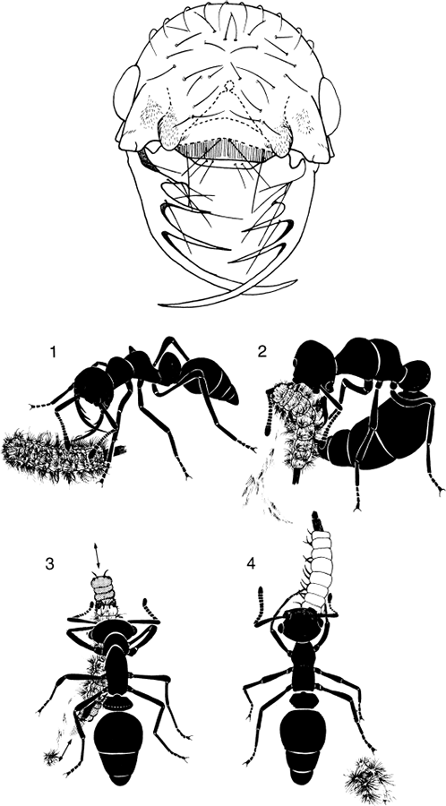 Иллюстрация к книге — Путешествие к муравьям [i_055.jpg]