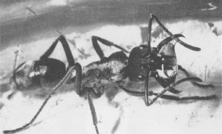 Иллюстрация к книге — Путешествие к муравьям [i_056.jpg]