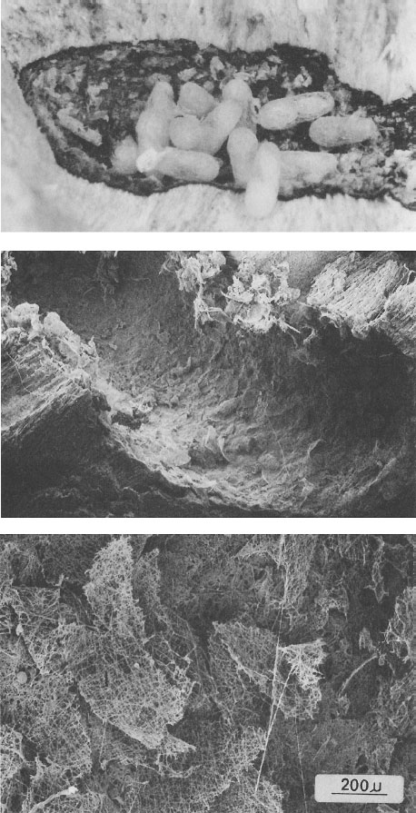 Иллюстрация к книге — Путешествие к муравьям [i_058.jpg]