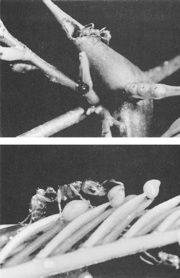 Иллюстрация к книге — Путешествие к муравьям [i_059.jpg]