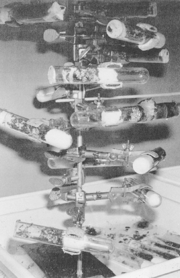 Иллюстрация к книге — Путешествие к муравьям [i_069.jpg]