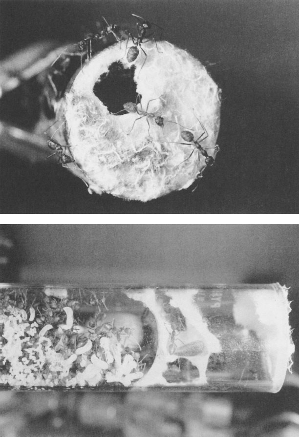 Иллюстрация к книге — Путешествие к муравьям [i_070.jpg]