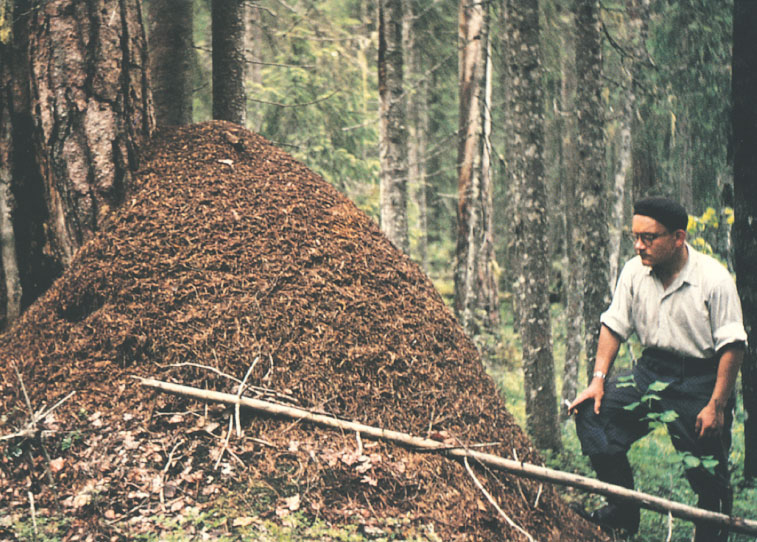 Иллюстрация к книге — Путешествие к муравьям [i_071.jpg]