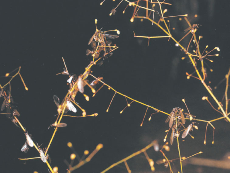 Иллюстрация к книге — Путешествие к муравьям [i_072.jpg]