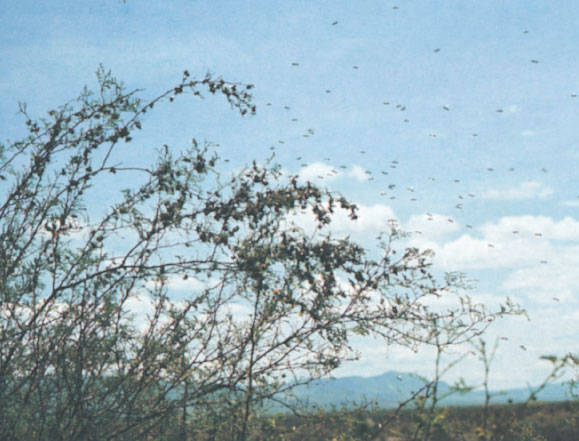 Иллюстрация к книге — Путешествие к муравьям [i_073.jpg]