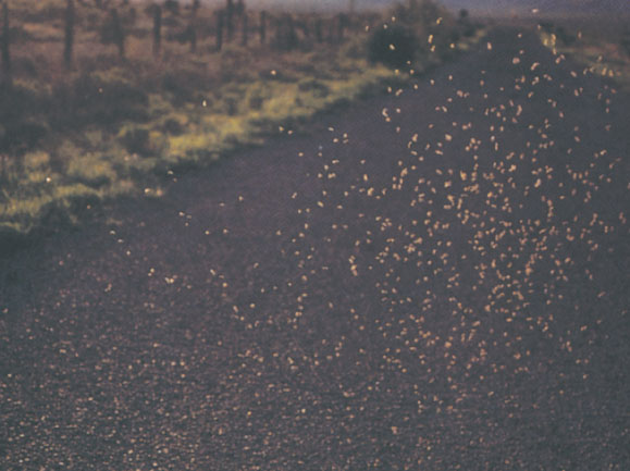 Иллюстрация к книге — Путешествие к муравьям [i_074.jpg]