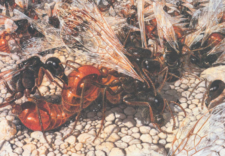 Иллюстрация к книге — Путешествие к муравьям [i_075.jpg]