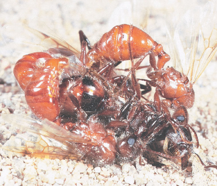 Иллюстрация к книге — Путешествие к муравьям [i_076.jpg]