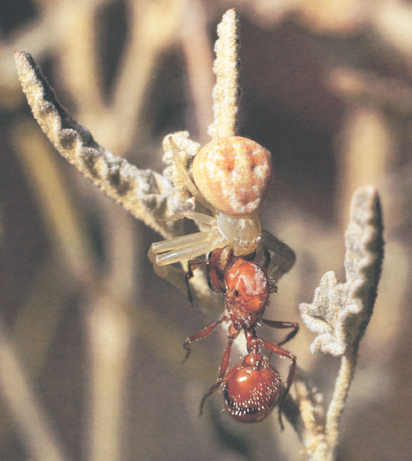 Иллюстрация к книге — Путешествие к муравьям [i_077.jpg]