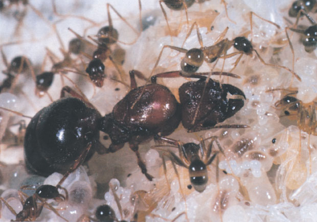 Иллюстрация к книге — Путешествие к муравьям [i_078.jpg]