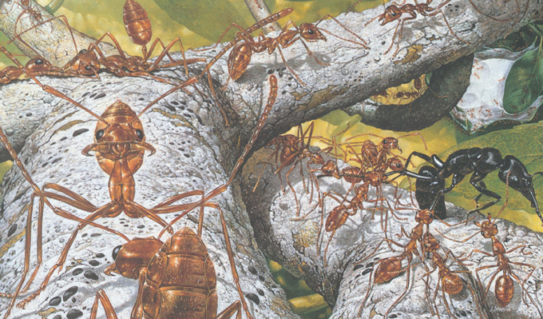 Иллюстрация к книге — Путешествие к муравьям [i_081.jpg]