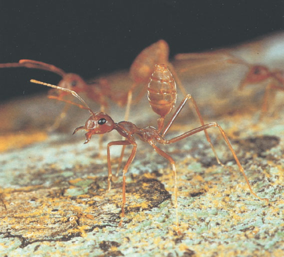 Иллюстрация к книге — Путешествие к муравьям [i_084.jpg]