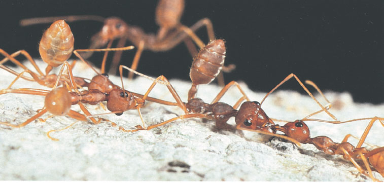 Иллюстрация к книге — Путешествие к муравьям [i_085.jpg]